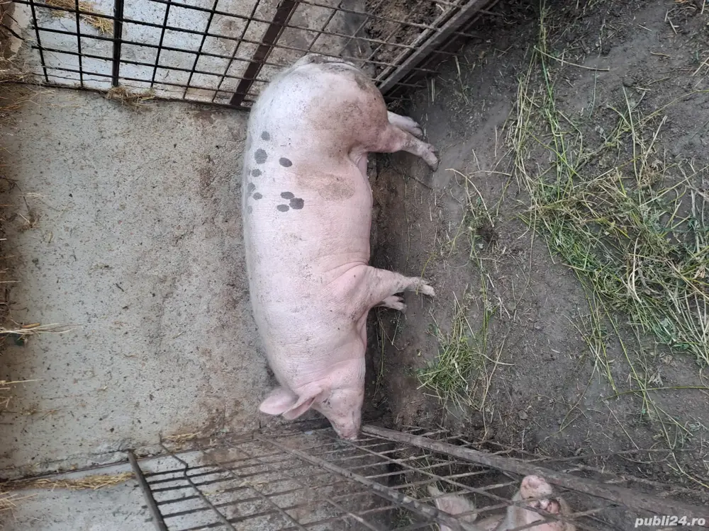 Vand porc aproximativ 200 kg 