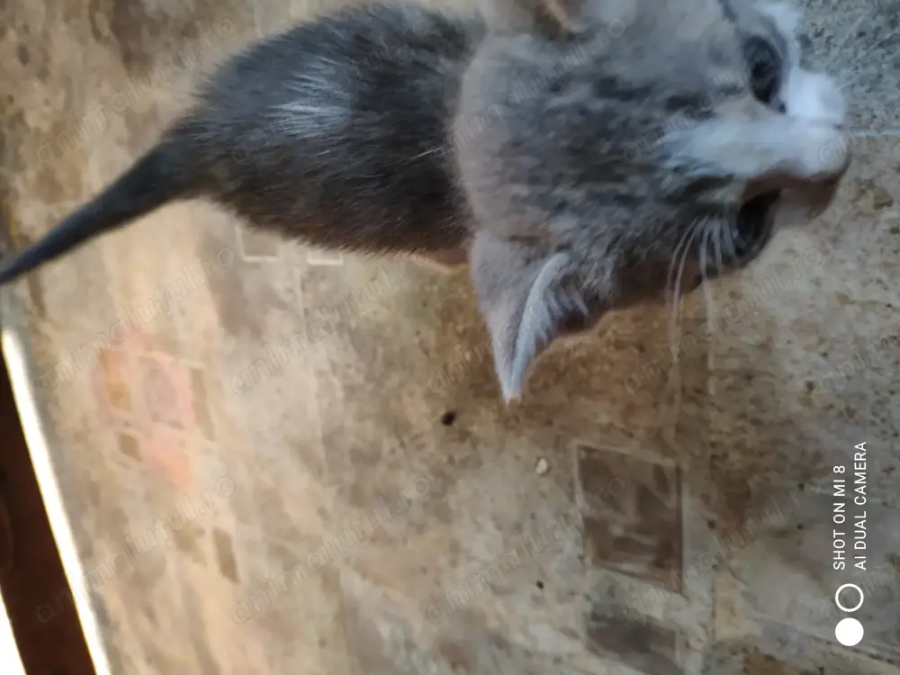 Donație pui de pisica