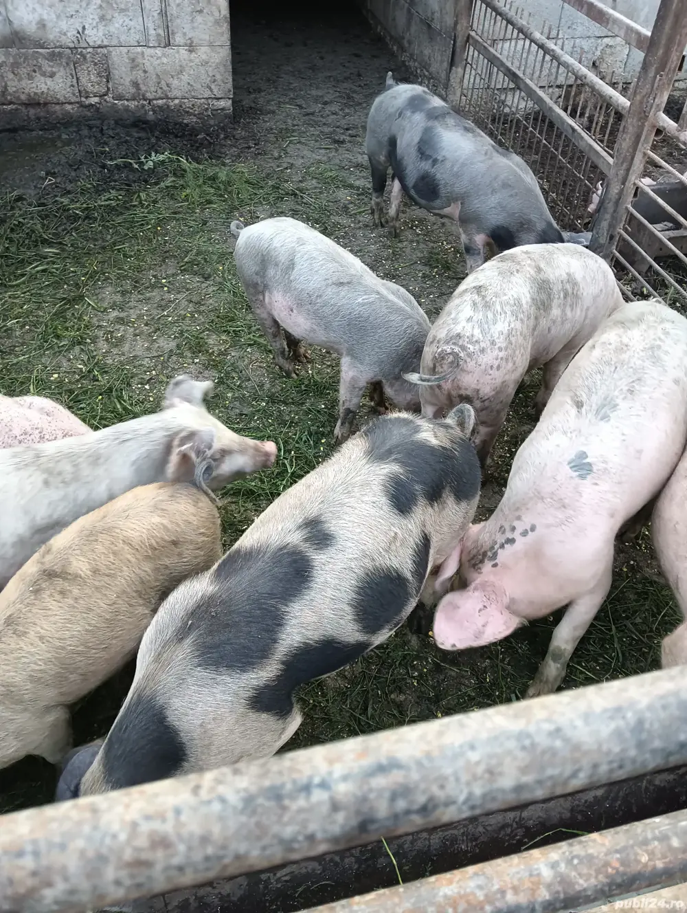 șoldani de vânzare 