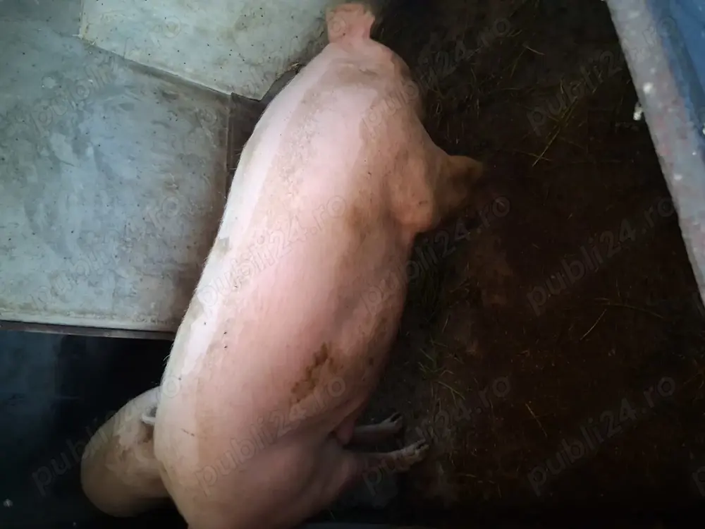 Vindem porci și grostei 