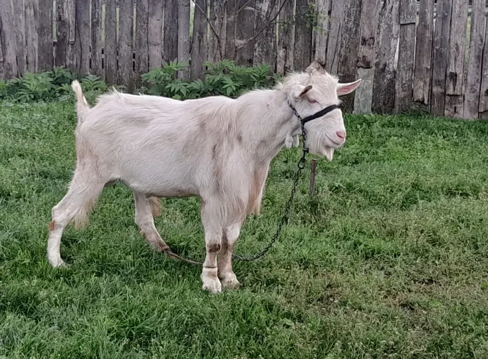 Tap Saanen - genetică excelenta, ideal pentru reproducere