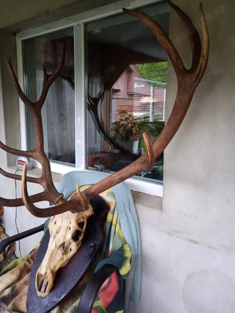 Vind coarne cerb pe panuplie naturalizat