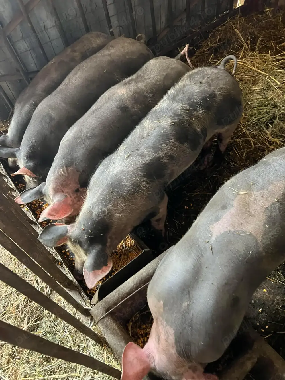 2 scrofițe Pietrain Belgian