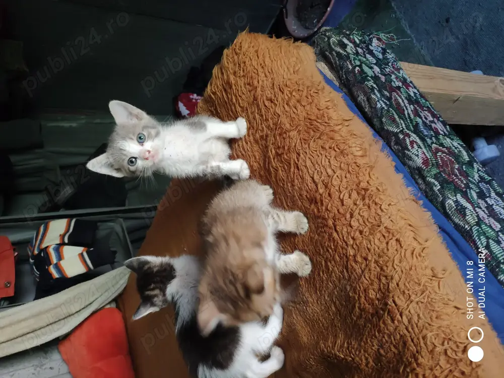 Adopție pui de pisica