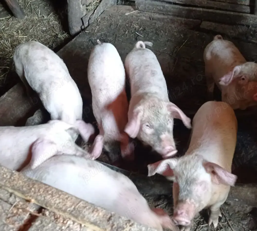 Purcei rasa alba Purcei rasa alba