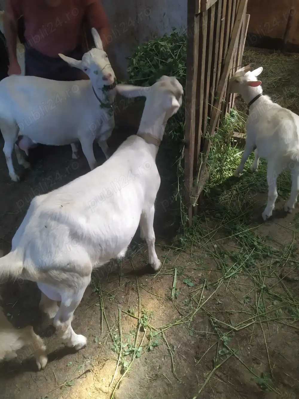 Vând capra de un an ,rasa sanan,buna de lapte cu doua iedute de 3 luni
