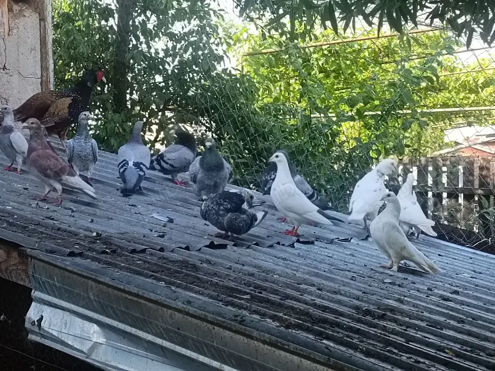 Porumbei voiajori mai multe culori