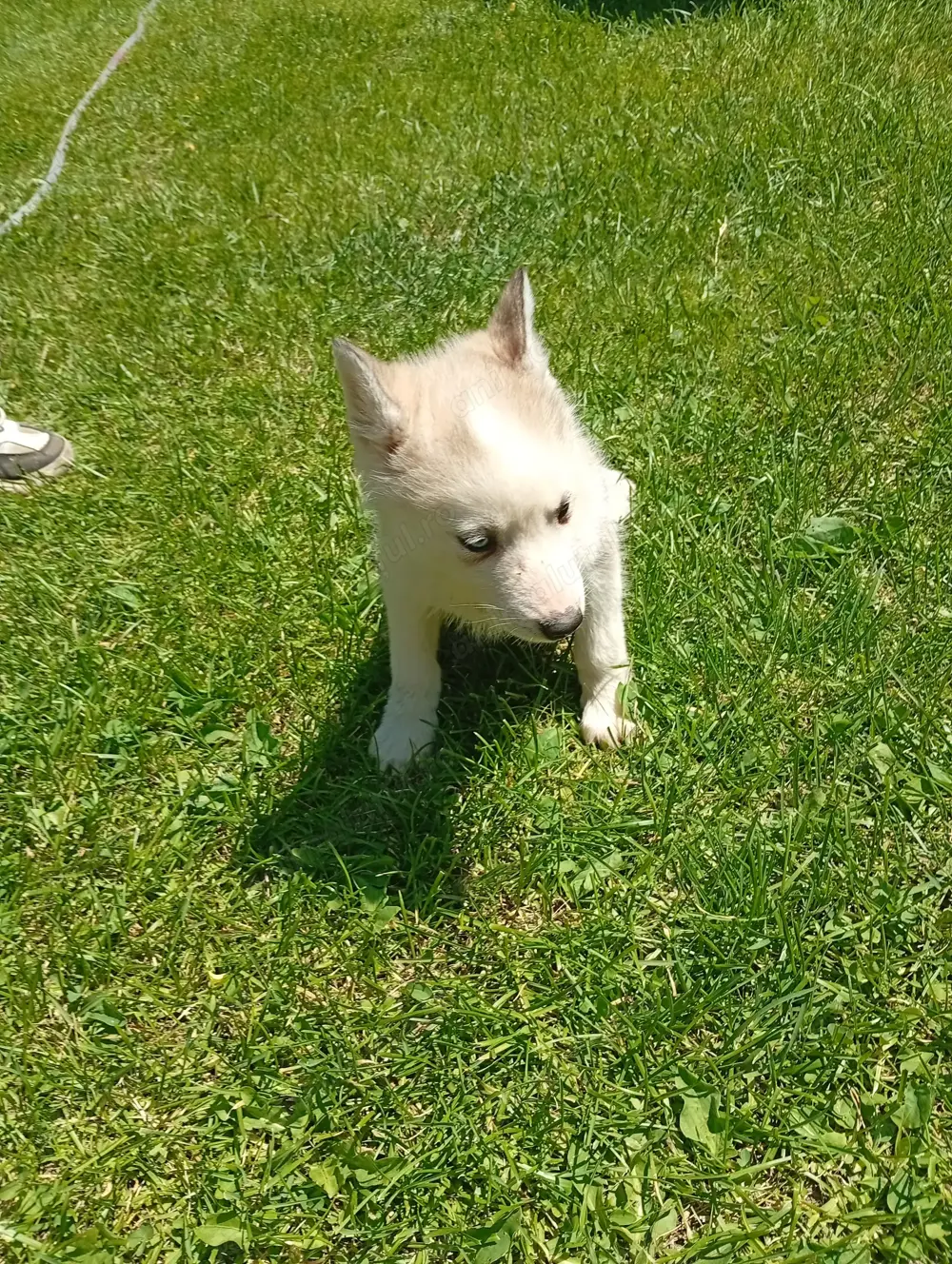 animale de companie pedigree  animale de companie pedigree