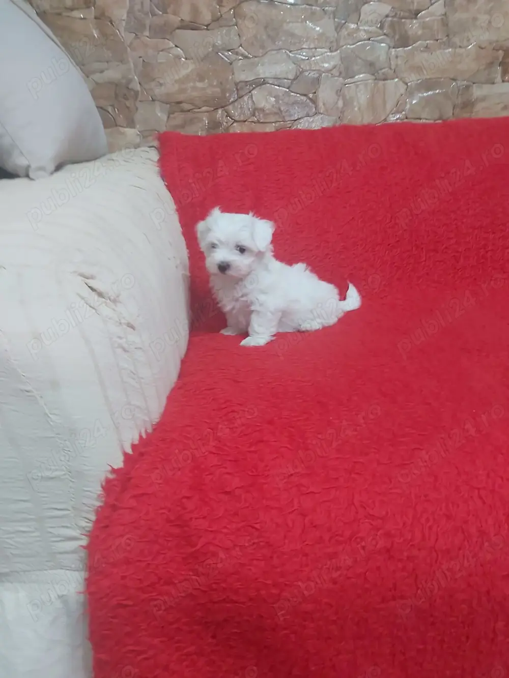 Puiuti Bichon Maltese