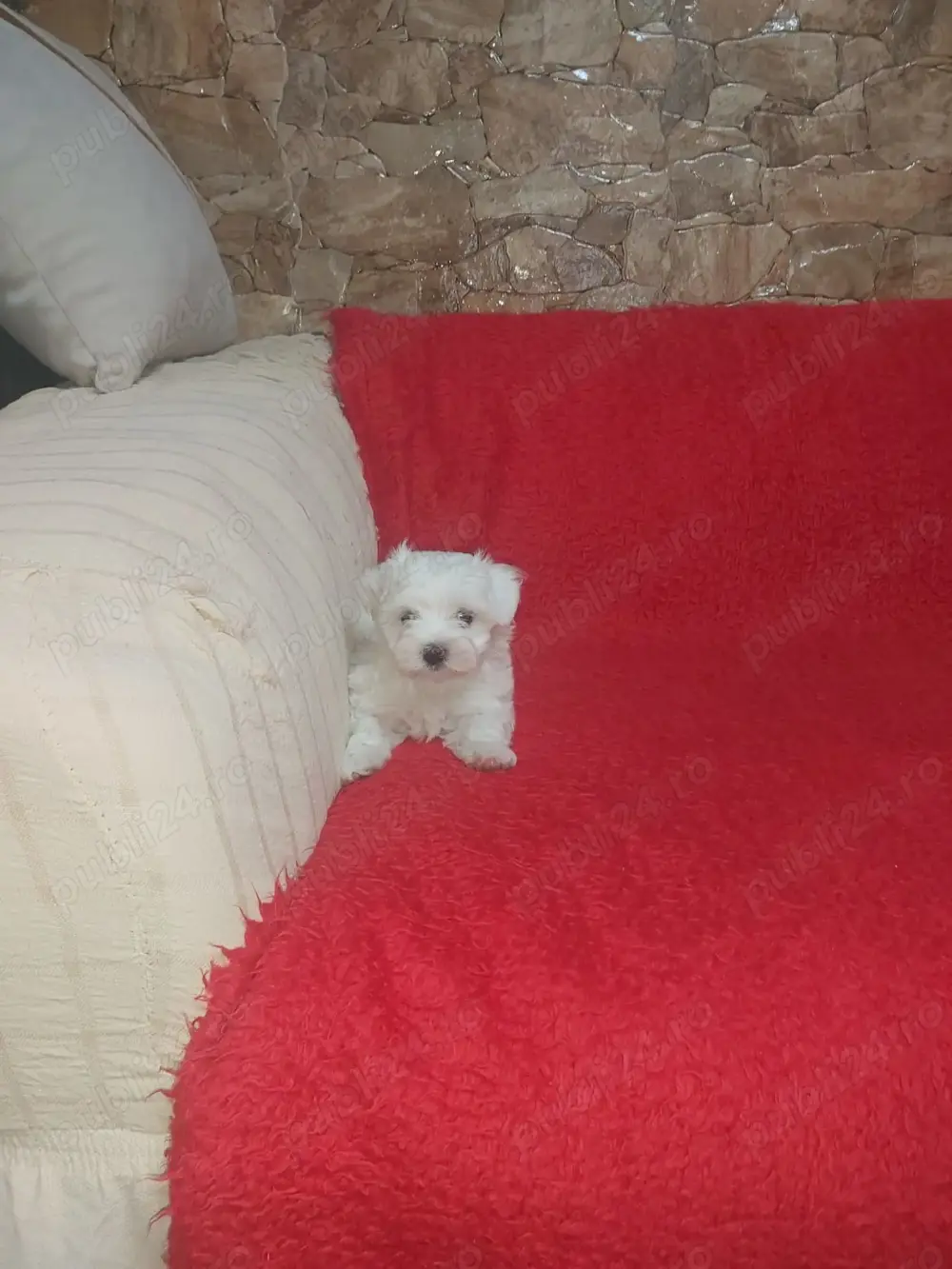 Pui bichon maltese