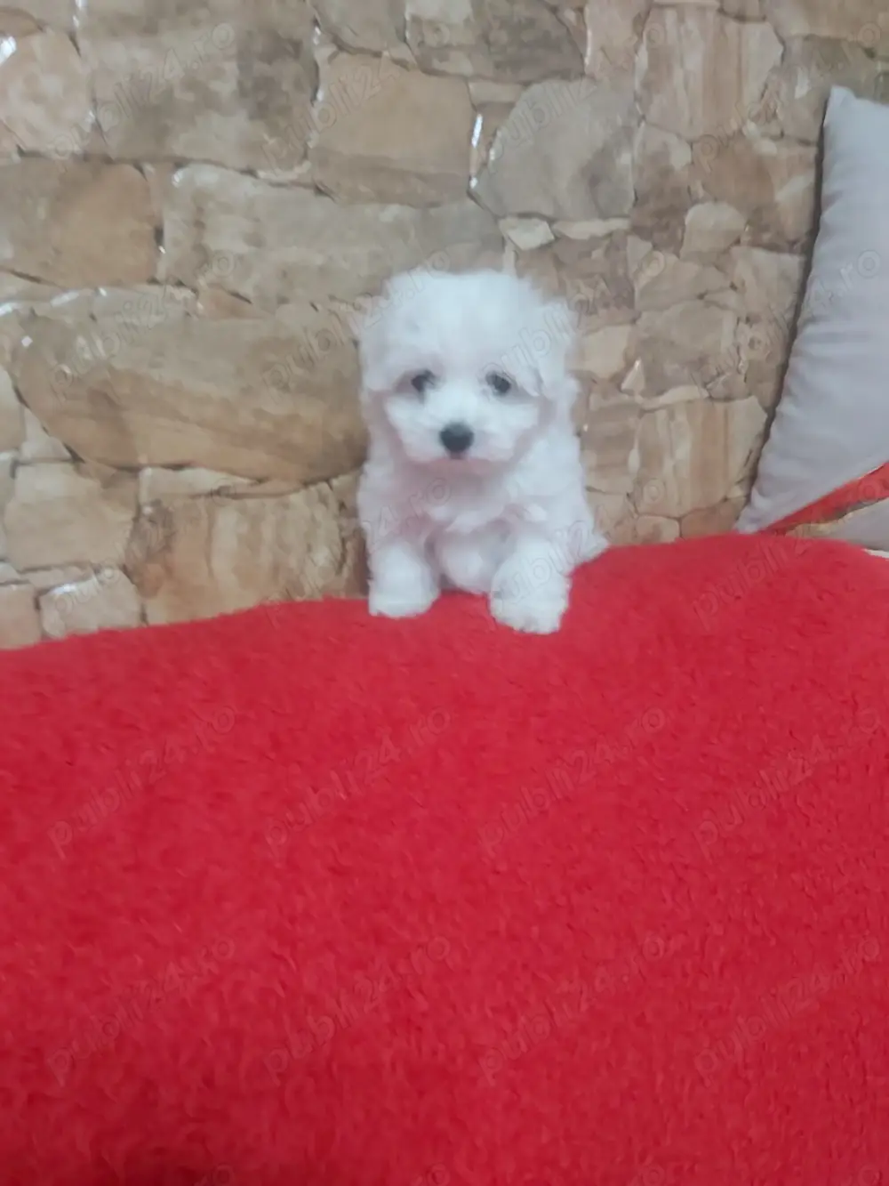 Pui bichon maltese