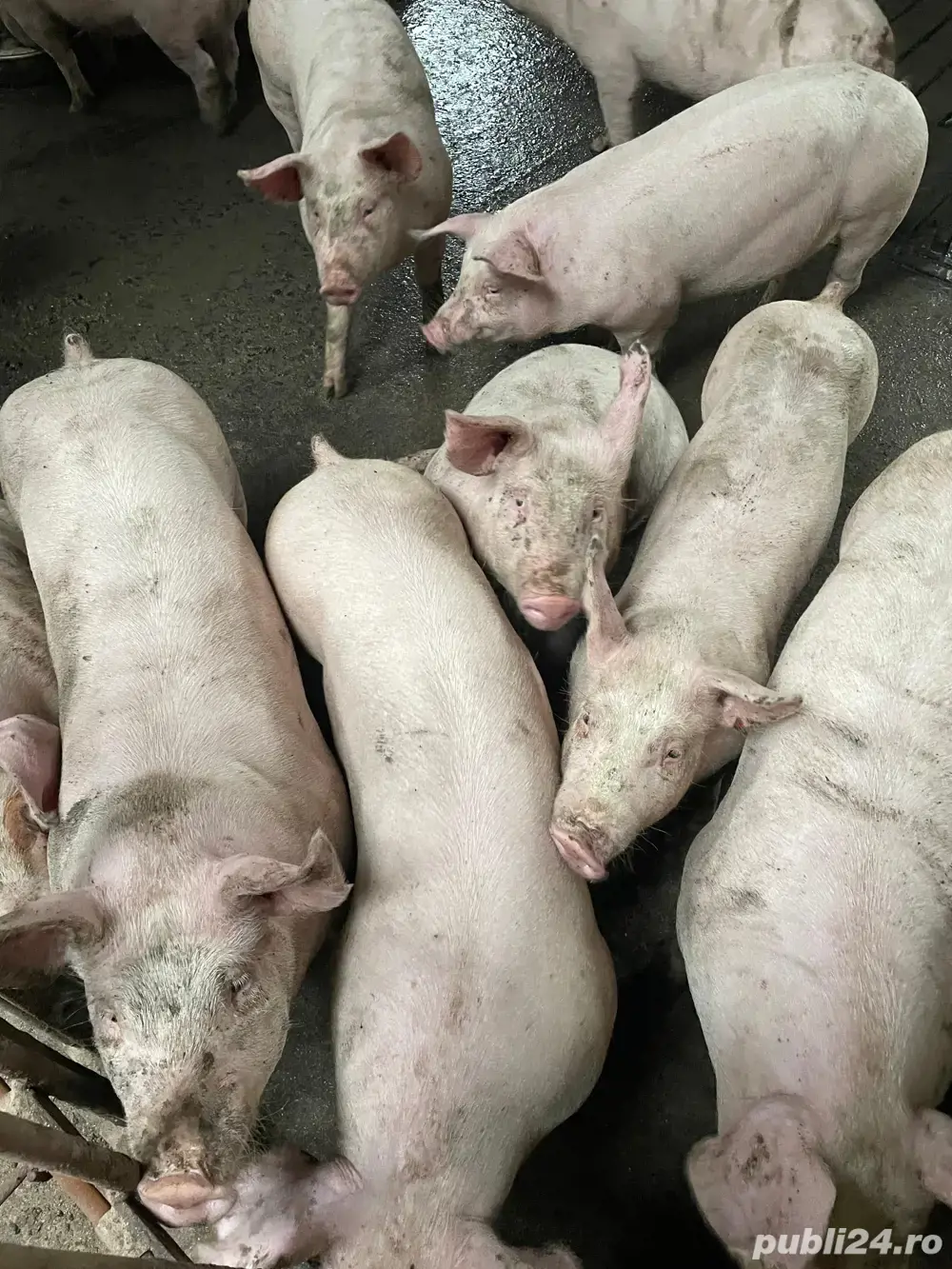 Vând porci Vând porci