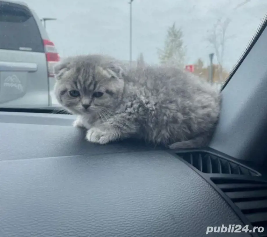 Scottish Fold Chinchilla Silver 