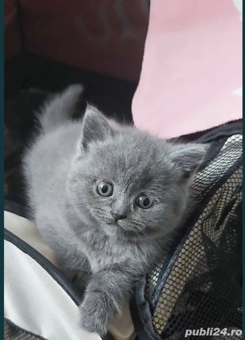 birtish shorthair blue  