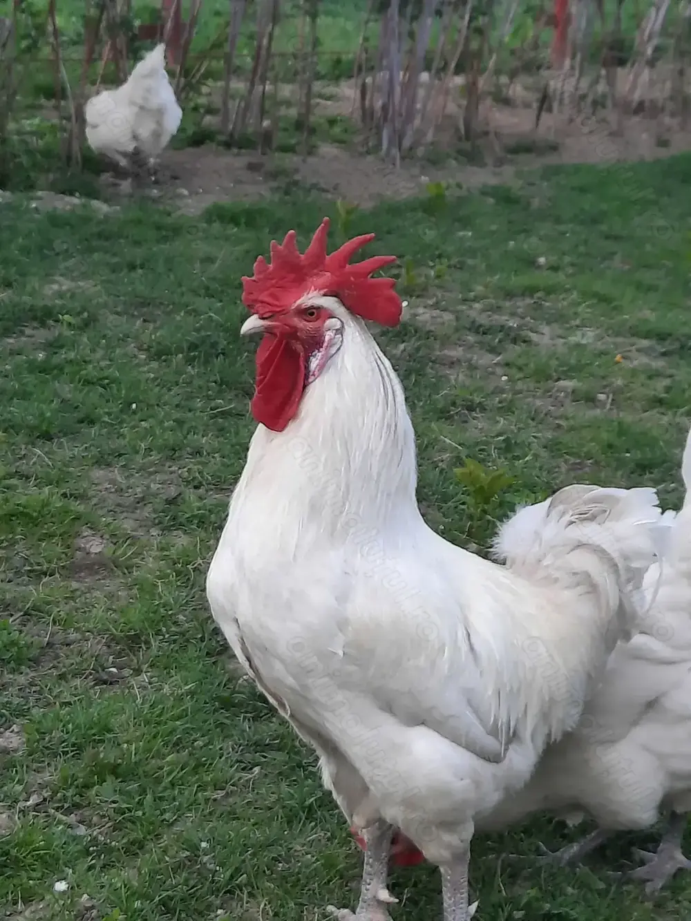 Vand familie de gaini LaBresse Vand familie de gaini LaBresse