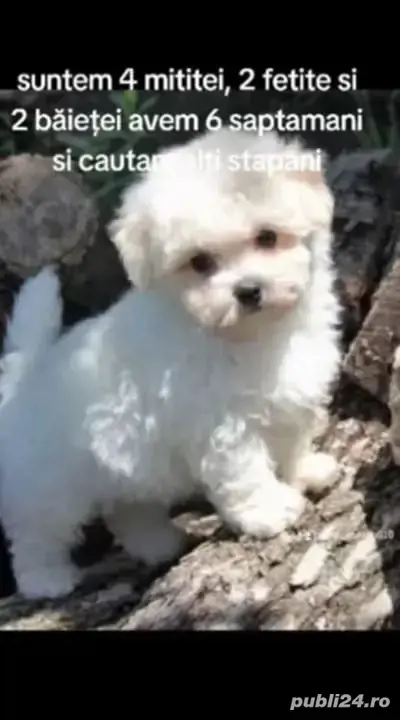 vand Bichon Malteze Minitoy vand Bichon Malteze Minitoy