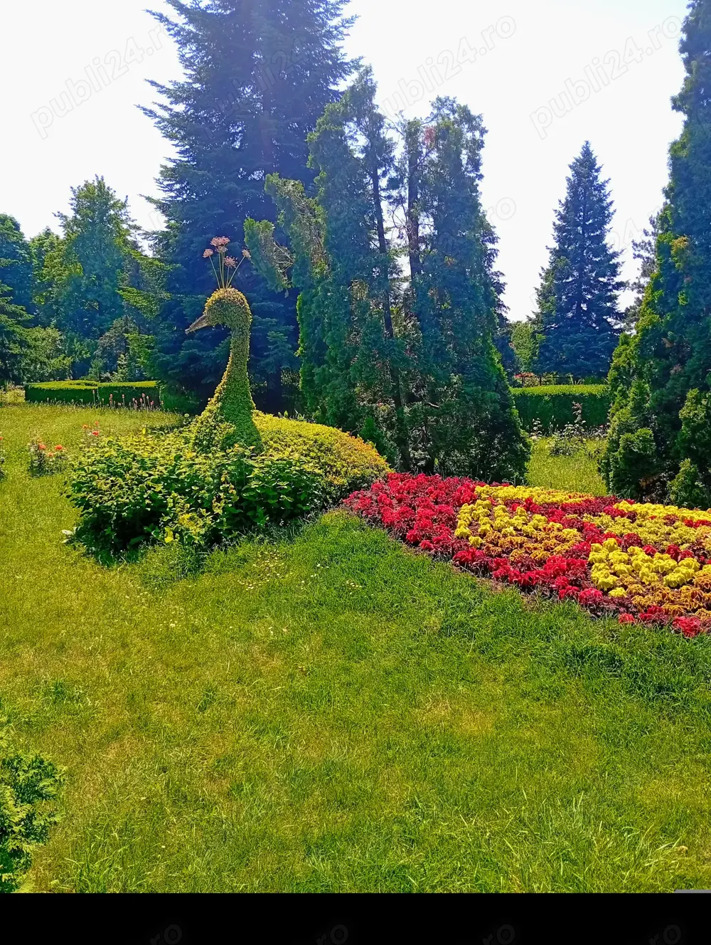 Cosesc iarba, bosheti gazon,etc