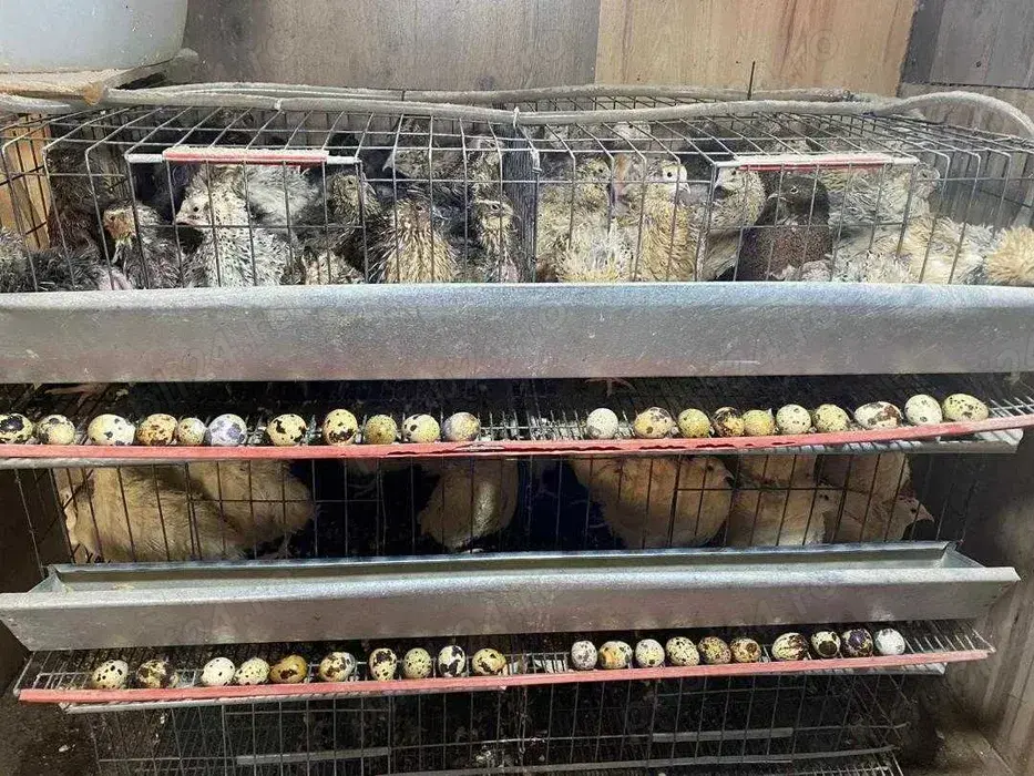 Prepelite ouatoare si oua de prepelita