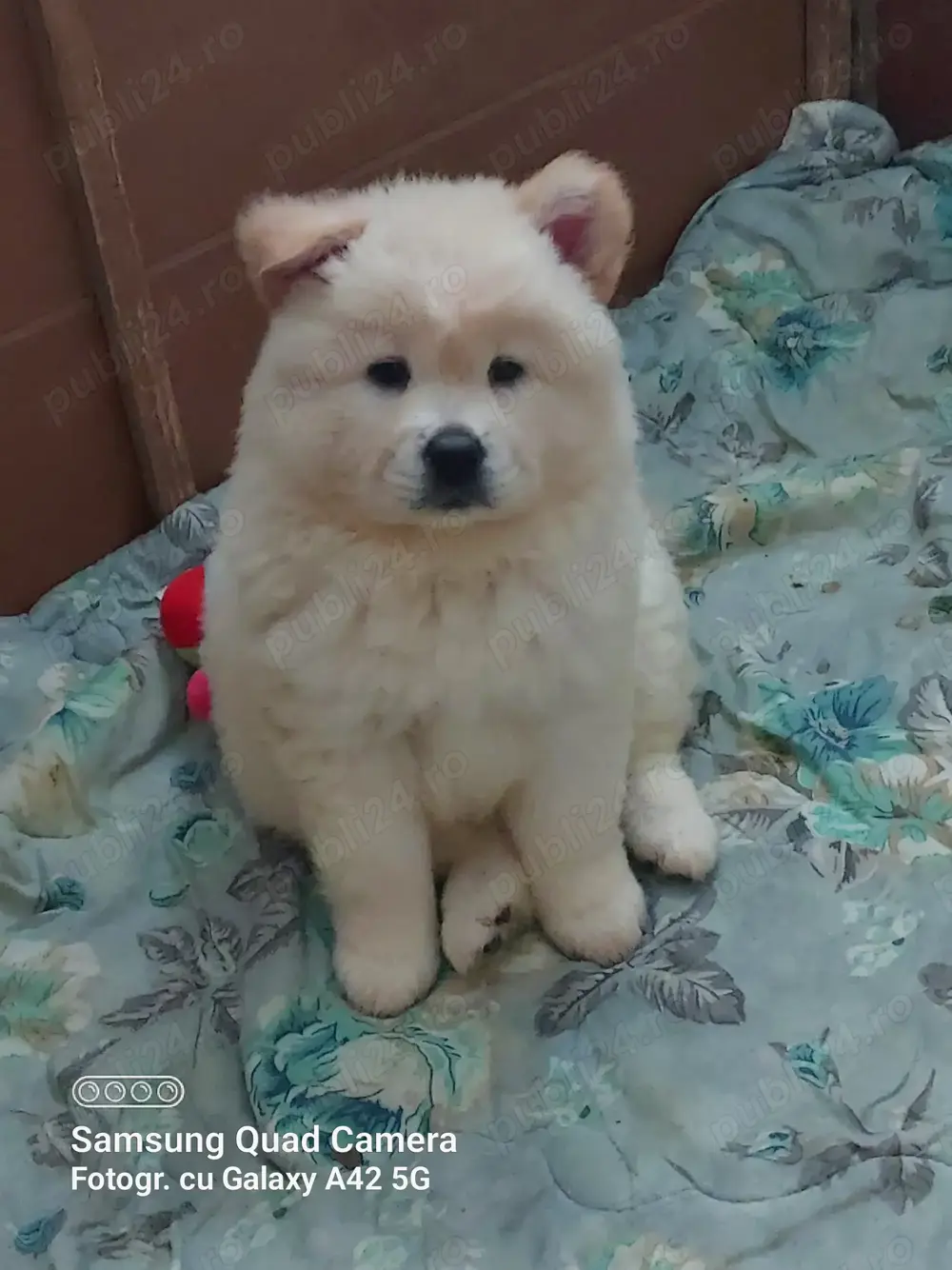 Pui chow chow albi Pui chow chow albi