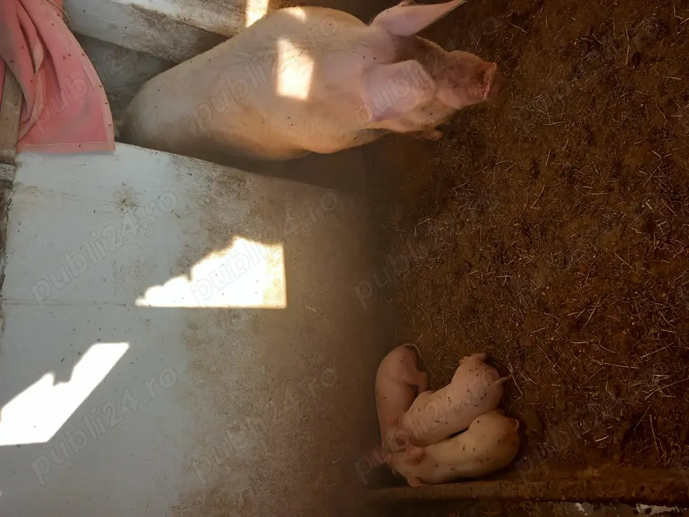 Scroafa de vânzare și purcei