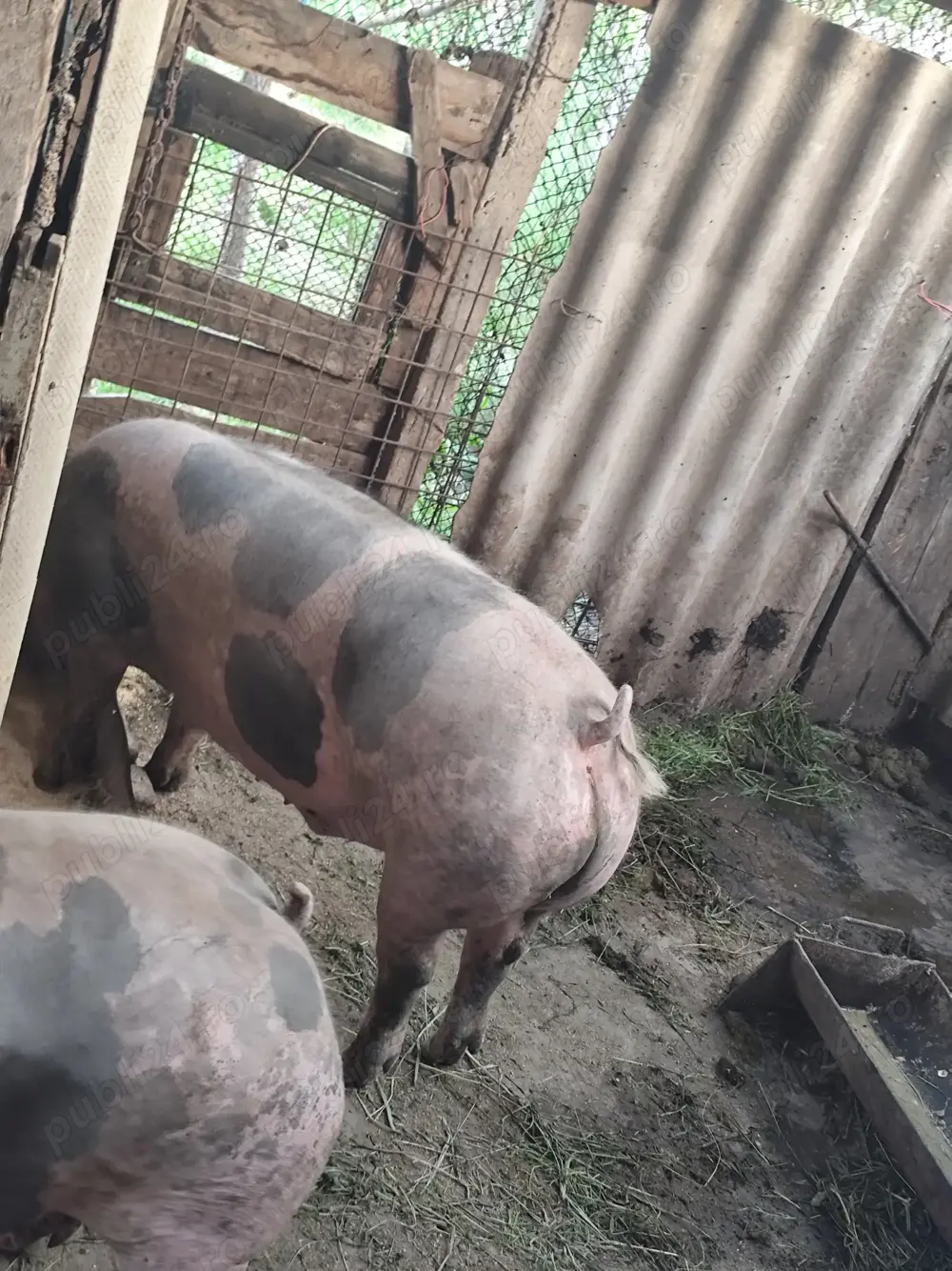 Vând porci Vând porci