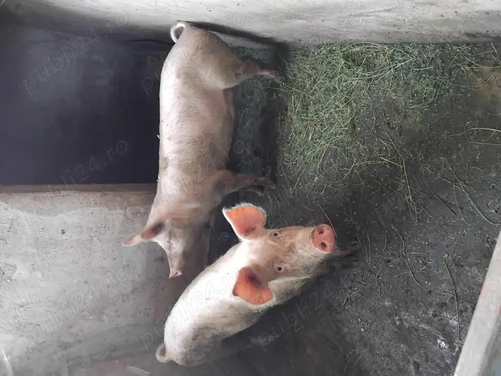 Vand purcei porci protap și porci mari