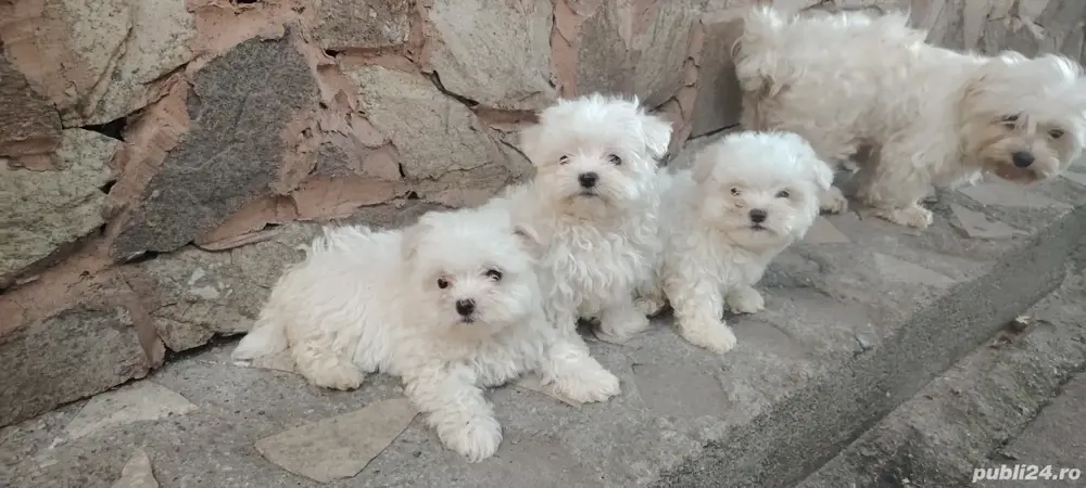 Bichoni maltezi fetițe mini