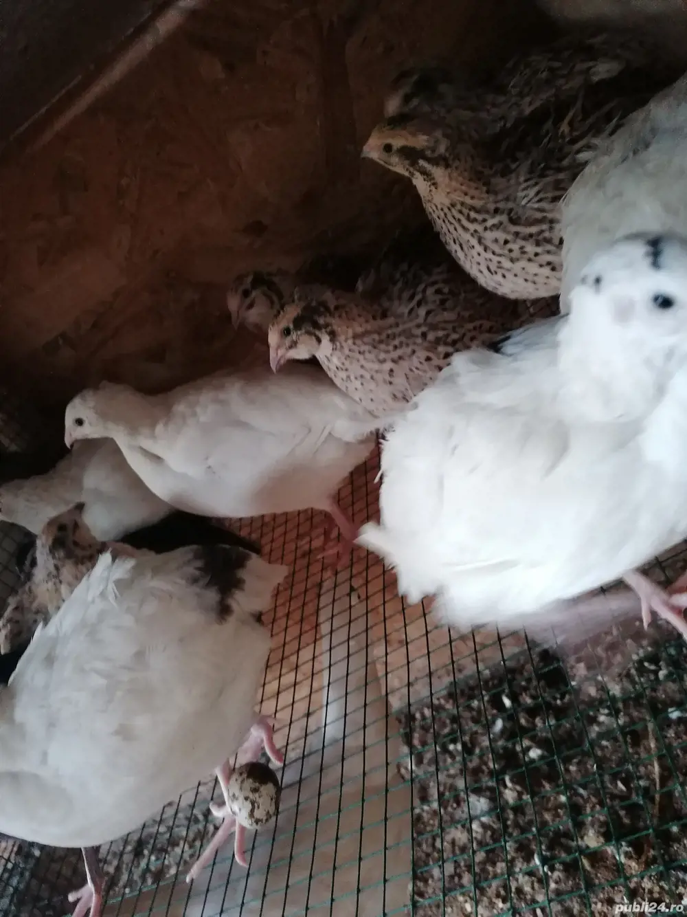 Vând prepelițe tinere polare