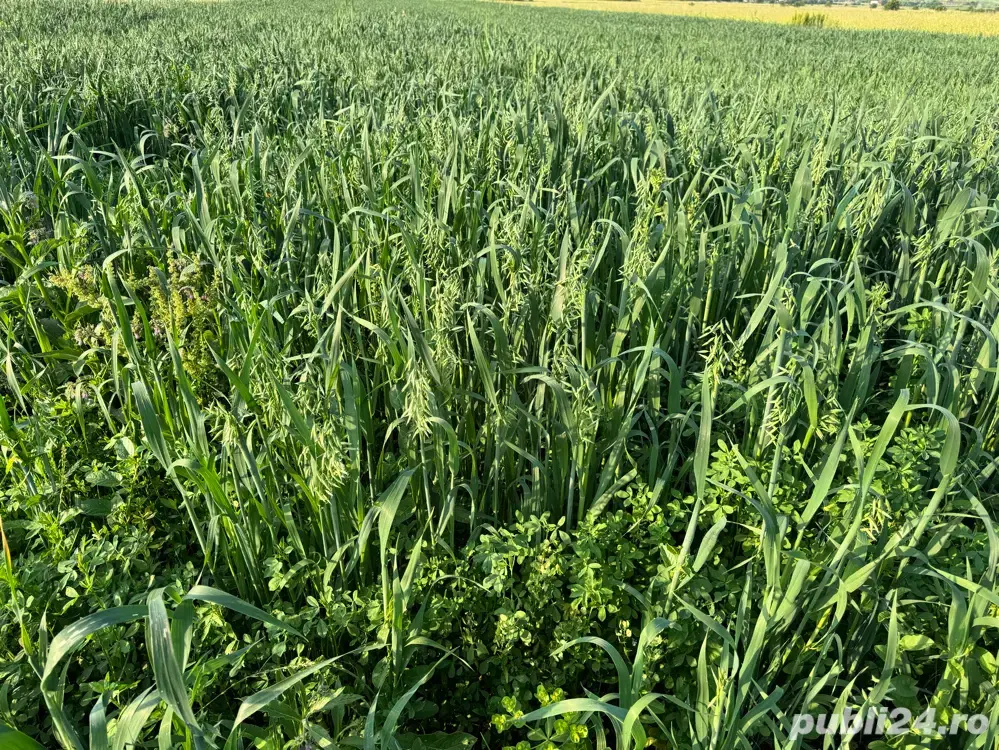 Baloti Lucerna si Lucerna cu Ovaz 