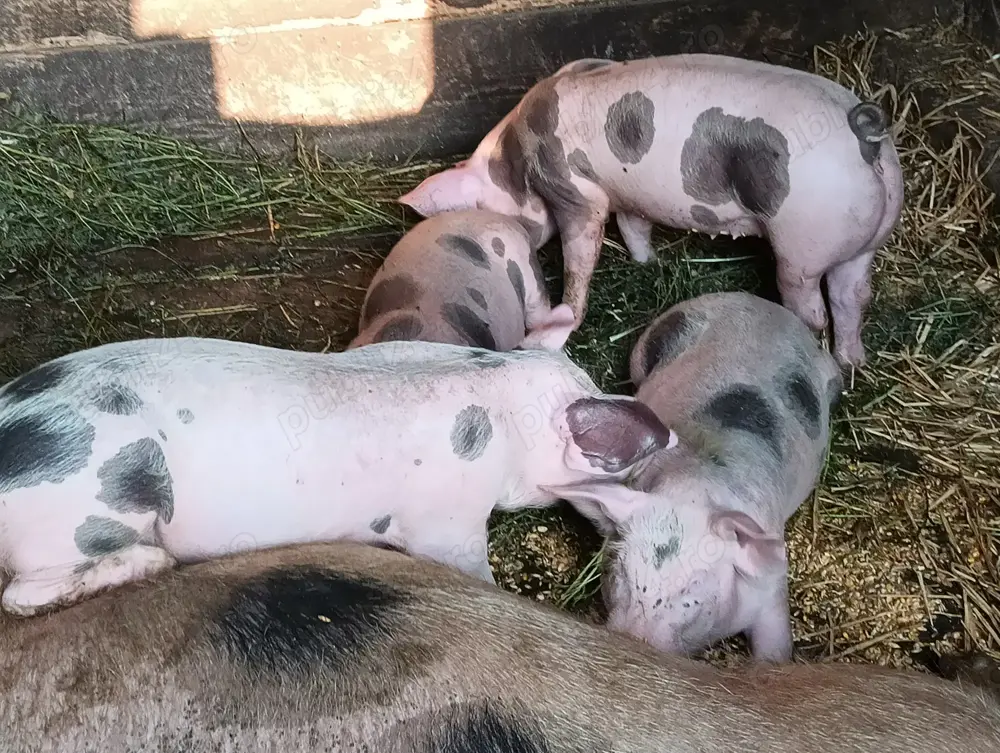 Purcei buni de vânzare 