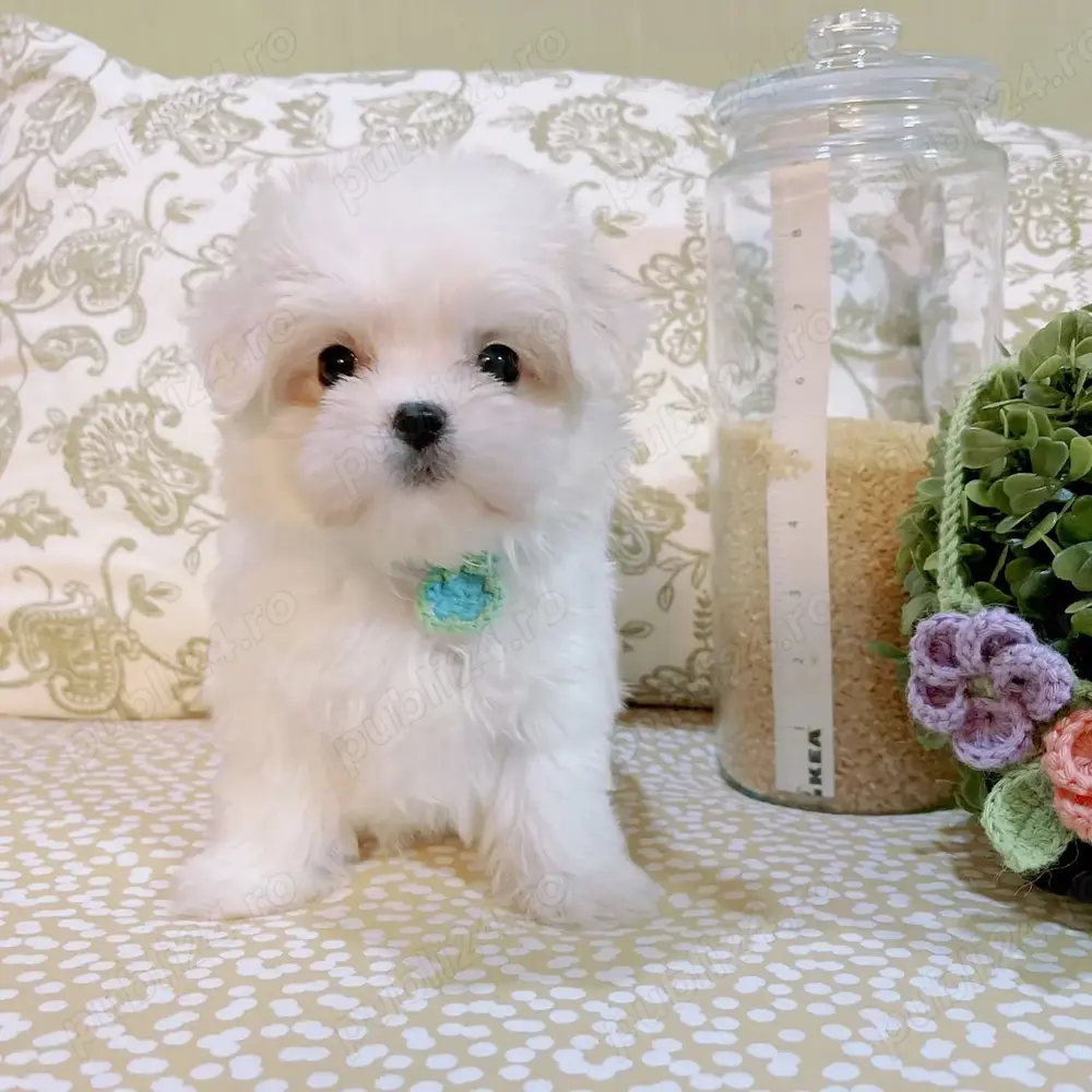 Hrana GRATUITA-Catei Bichon Maltese talie mica-sanatosi-jucausi,albi 100%-transport la Brasov