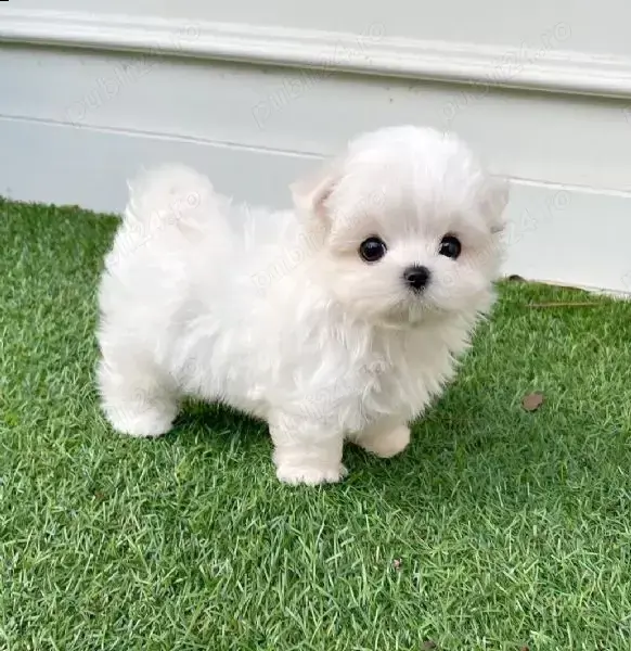 Catei Bichon Maltese talie mica sanatosi, jucausi, cu microcip-albi 100%-Livrare la Sibiu