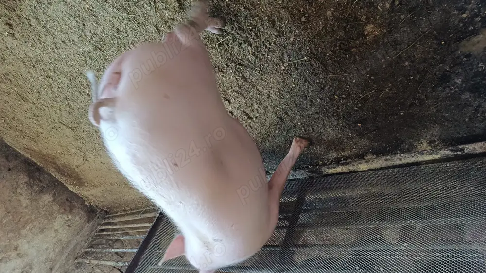 Rasa de carne aduc la domiciliu clientului  Rasa de carne aduc la domiciliu clientului