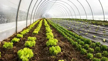 Plecari in ianuarie 2026- agricultura Austria