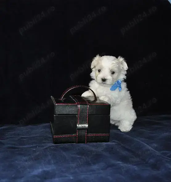 Bichon Maltese, talie Mini Toy, albi imaculat, 2 luni