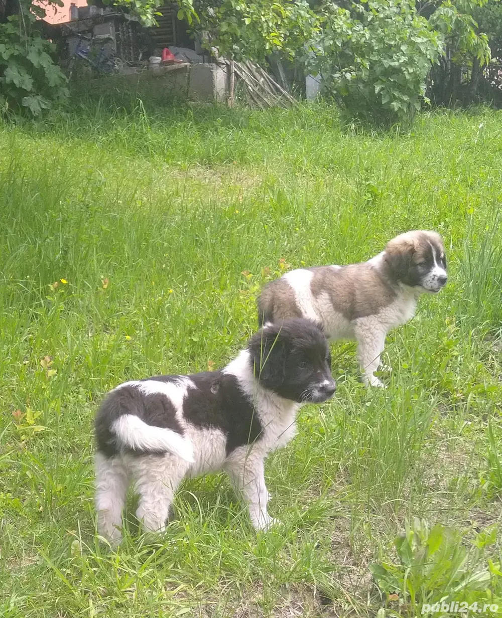 Catei ciobanesc de bucovina Catei ciobanesc de bucovina