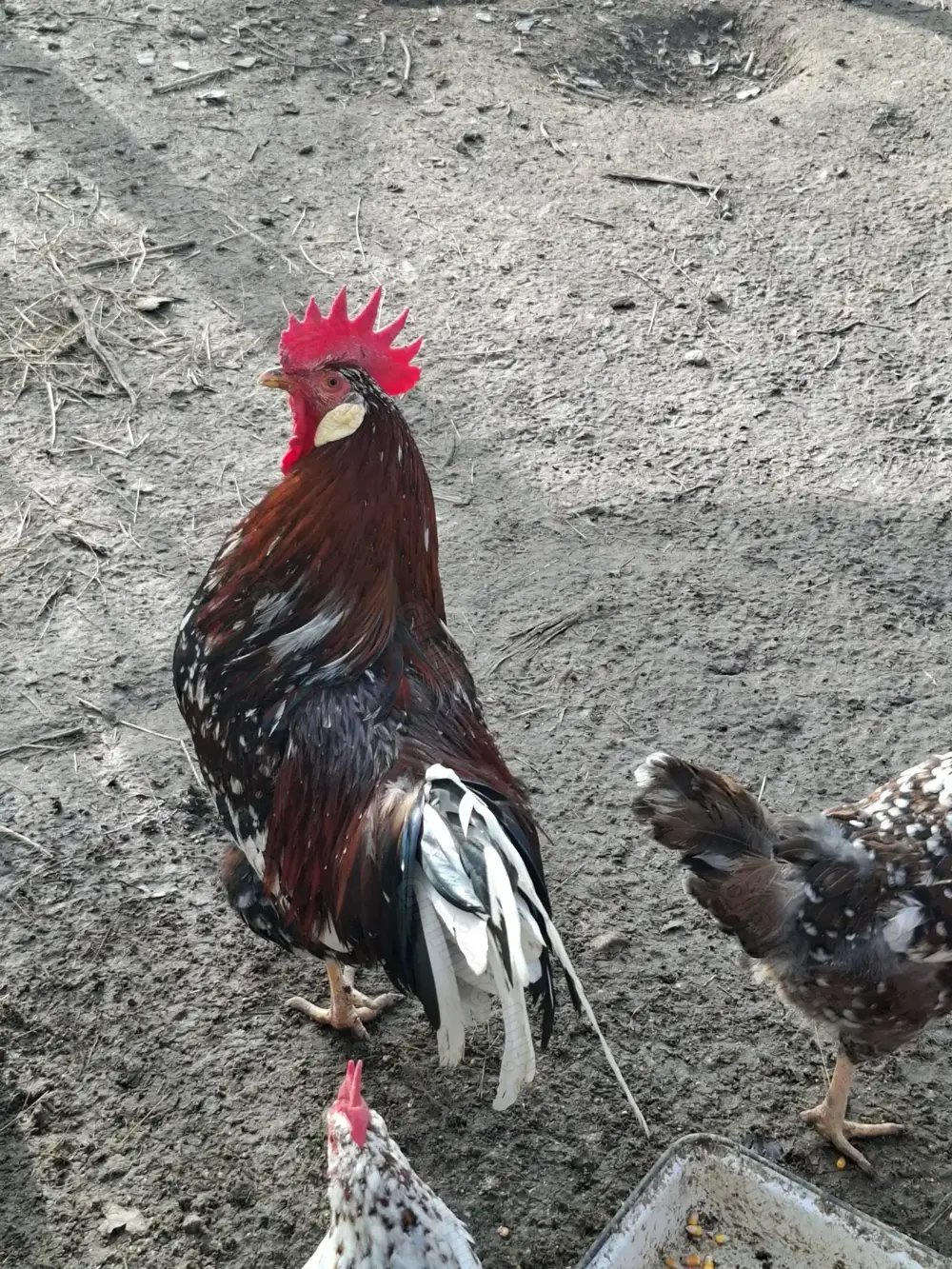 Vand familie de Italiana portelan