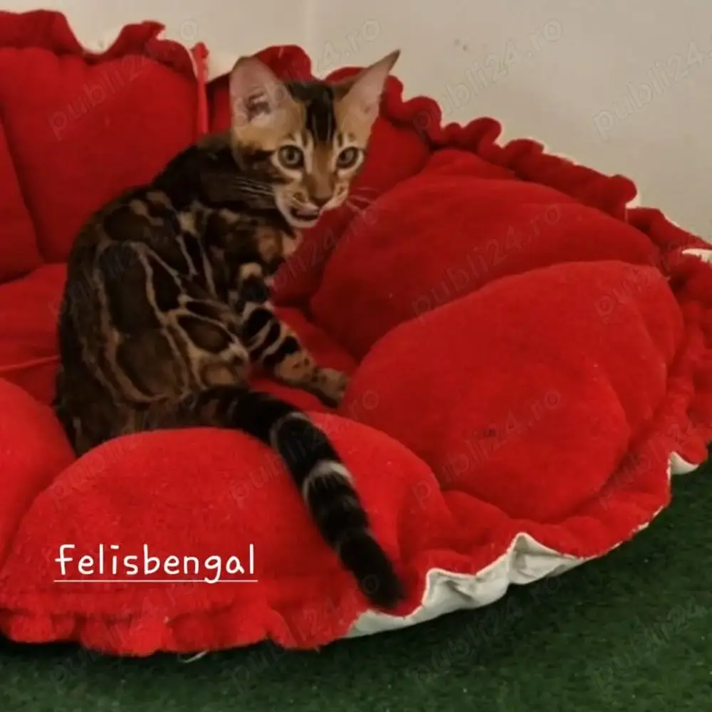 Pisica Bengaleza Bengal Cat