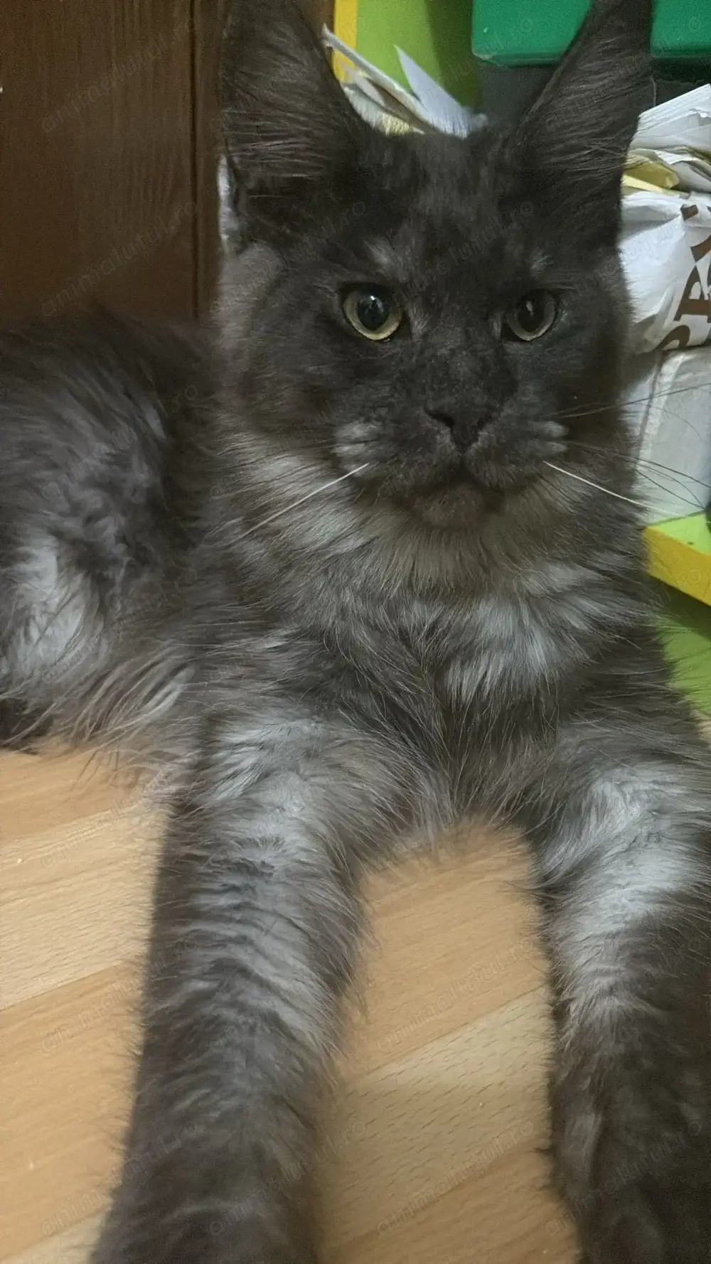 Maine Coon, mascul și femelă, se dau împreună 