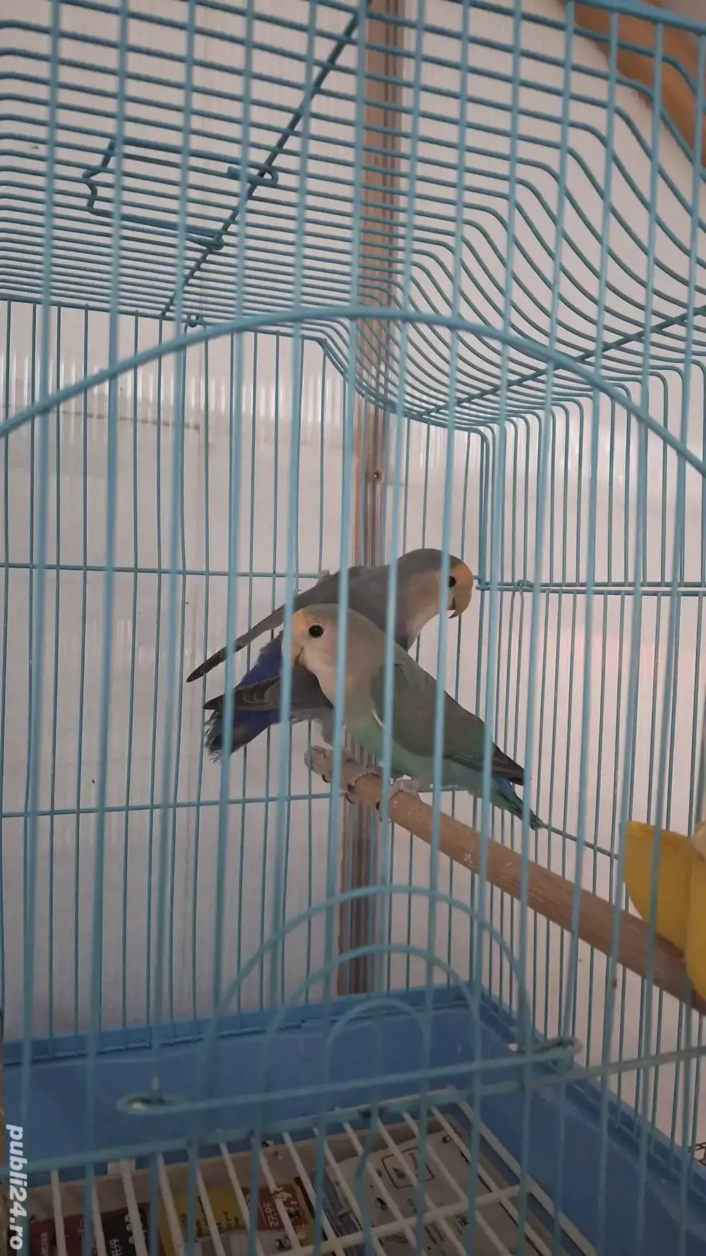 papagali agapornis papagali agapornis