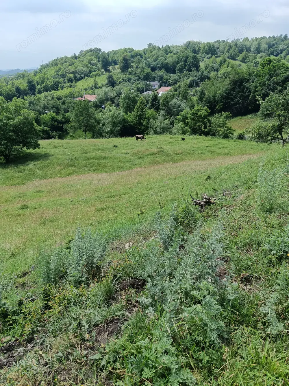 Vand tern pensiune Comanesti