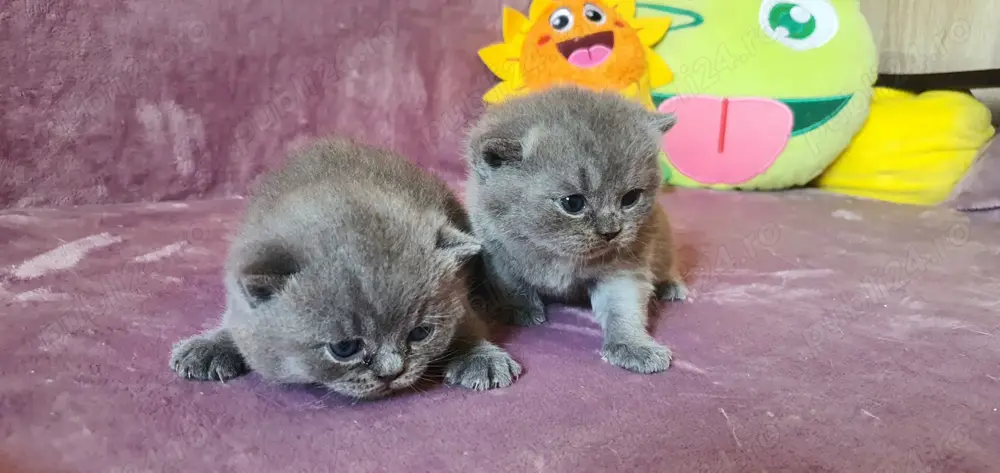 British cu pedigree! 