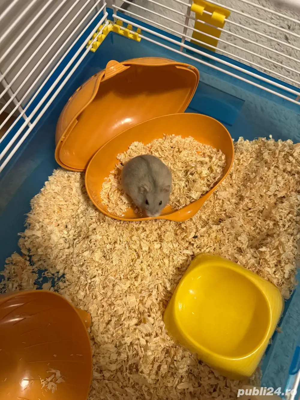 Vand cutie hamster hamster