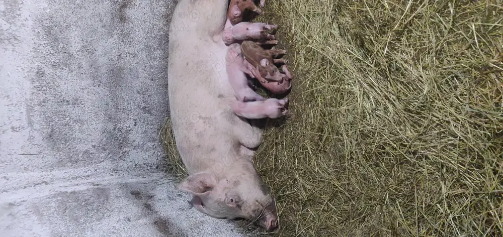 Vând purcei încărcați in orice perioada  a anului 