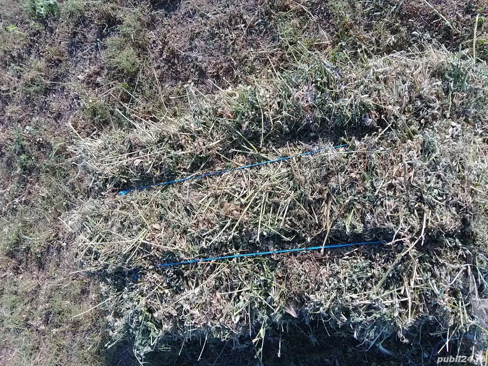 vând baloți de lucernă si usturoi de primăvară 