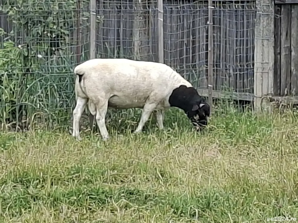 Berbec Dorper Berbec Dorper