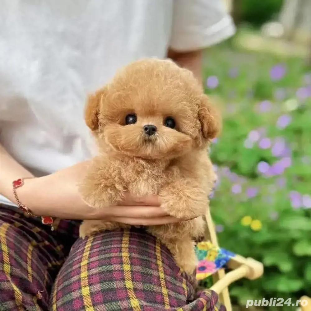 Poodle pudel roscat aprocot Toy Poodle pudel roscat aprocot Toy
