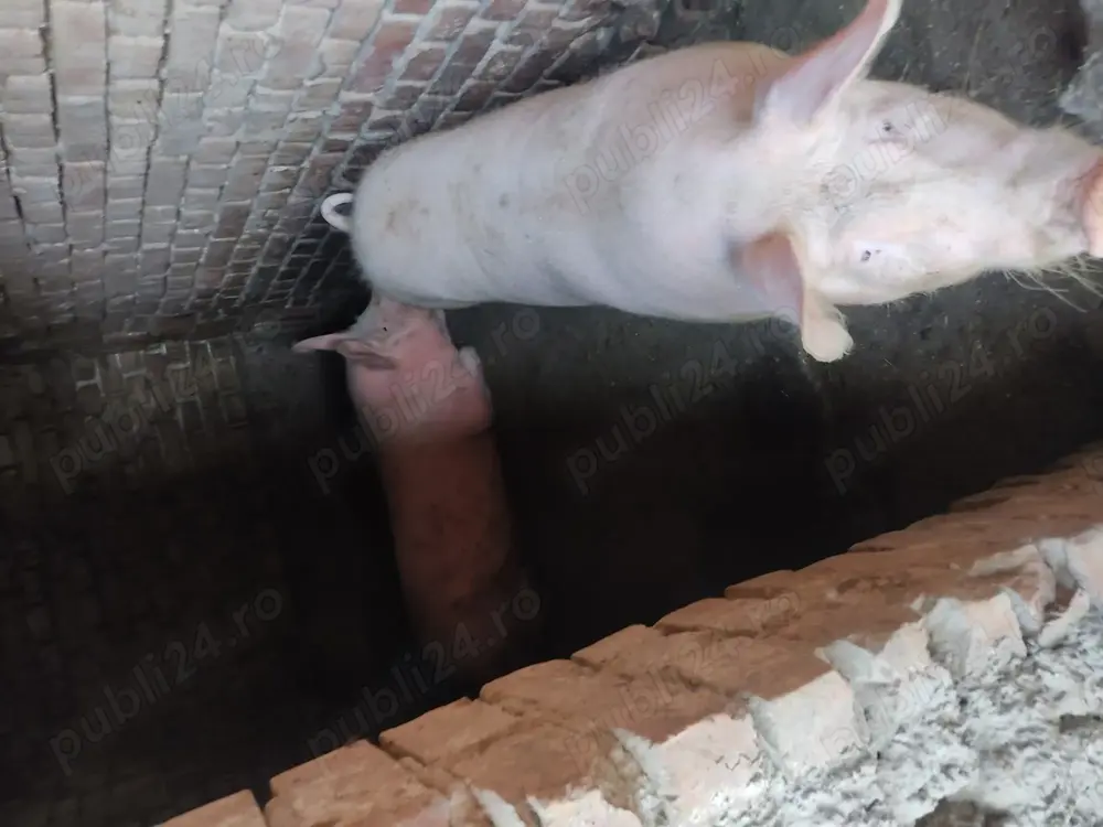 Vând porci pentru sacrificare 