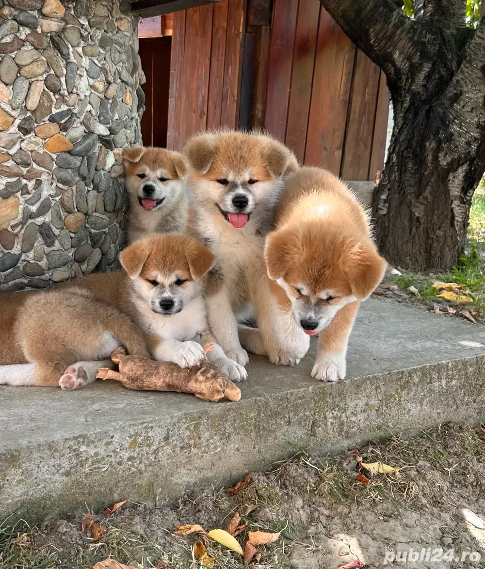 Akita Inu pedigree tip A