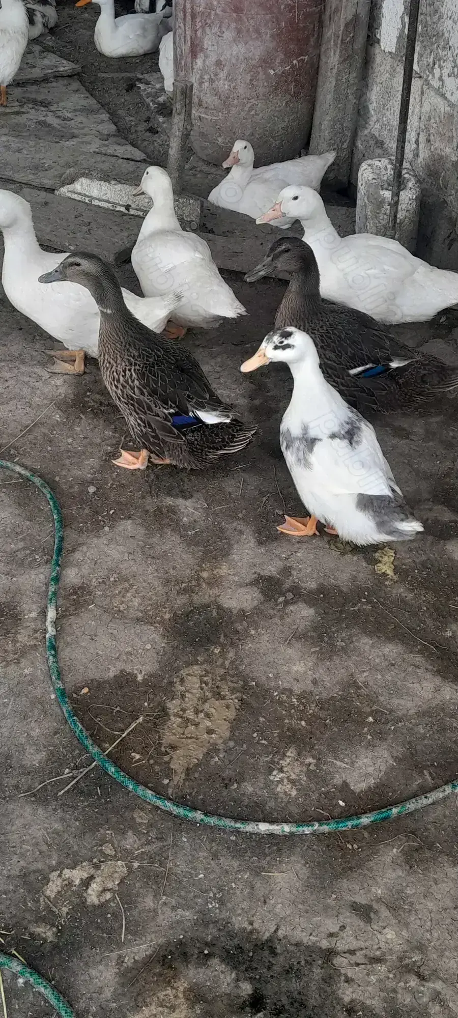 Rațe  disponibile de carne și ouă  Rațe  disponibile de carne și ouă